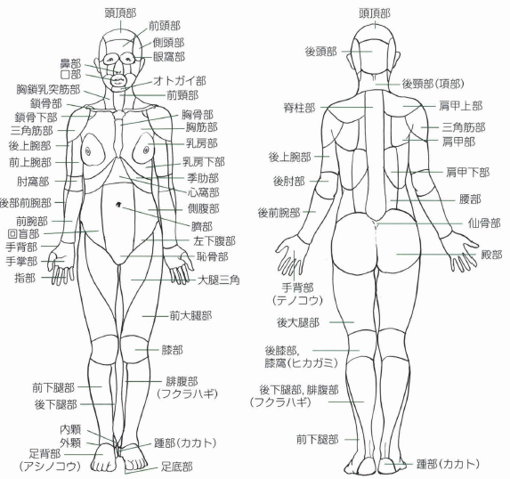 Images Of 人間の関節一覧 Japaneseclass Jp