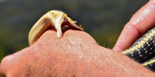 ヘビ対策 毒蛇に噛まれたら マムシやヤマカガシ咬傷に対する応急処置と病院での治療 救急救命士学習塾